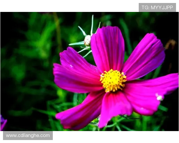 王强畅谈和平精英发展历程与未来展望的深度专访